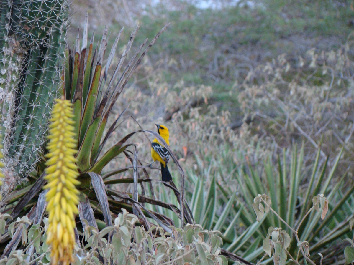 Yellow Oriole - ML614902491