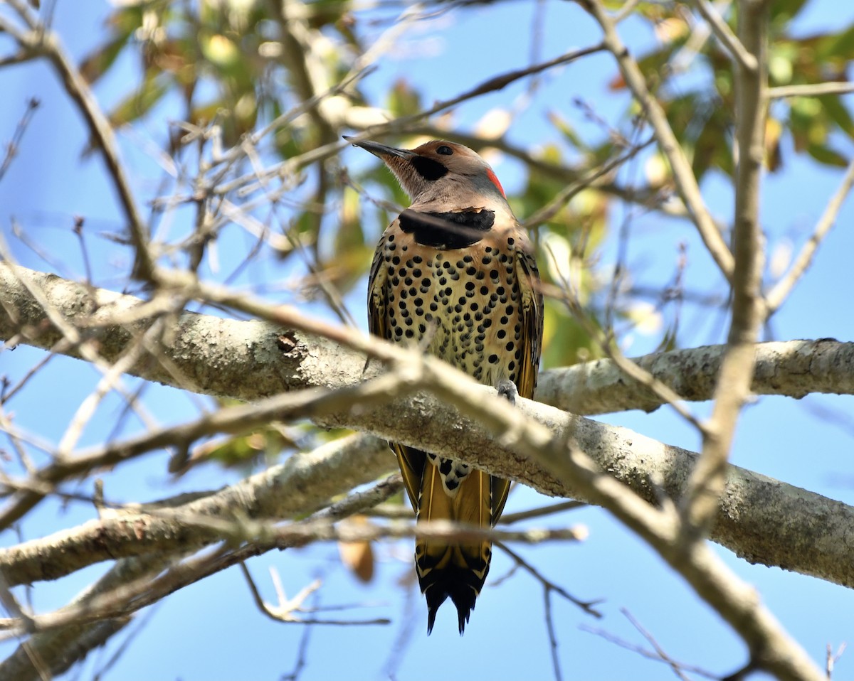 Goldspecht (auratus/luteus) - ML614902492