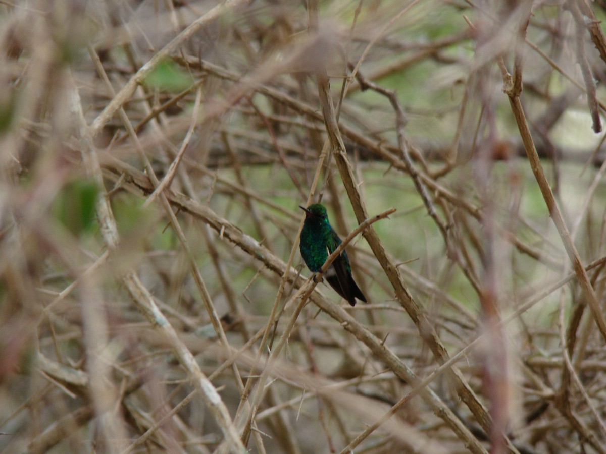 Red-billed Emerald - ML614902505