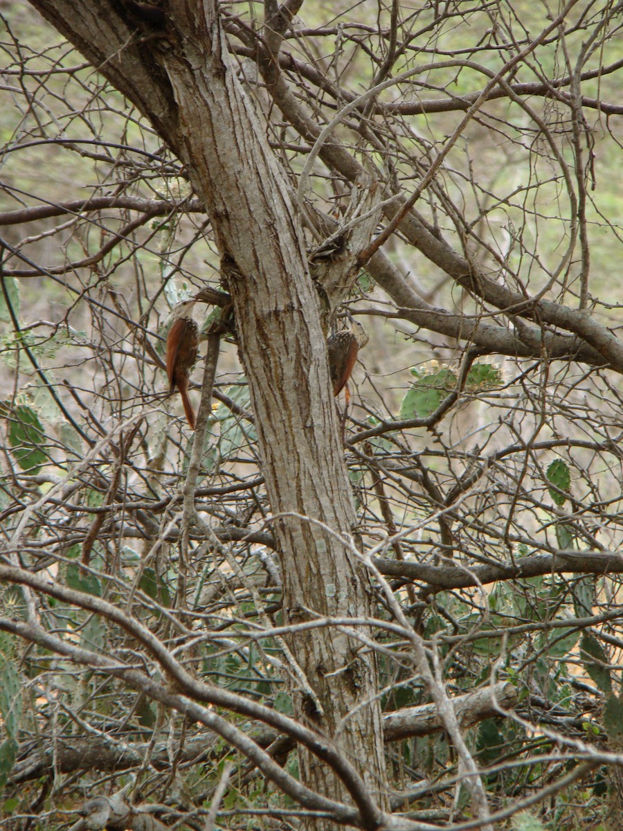 Straight-billed Woodcreeper - ML614902512