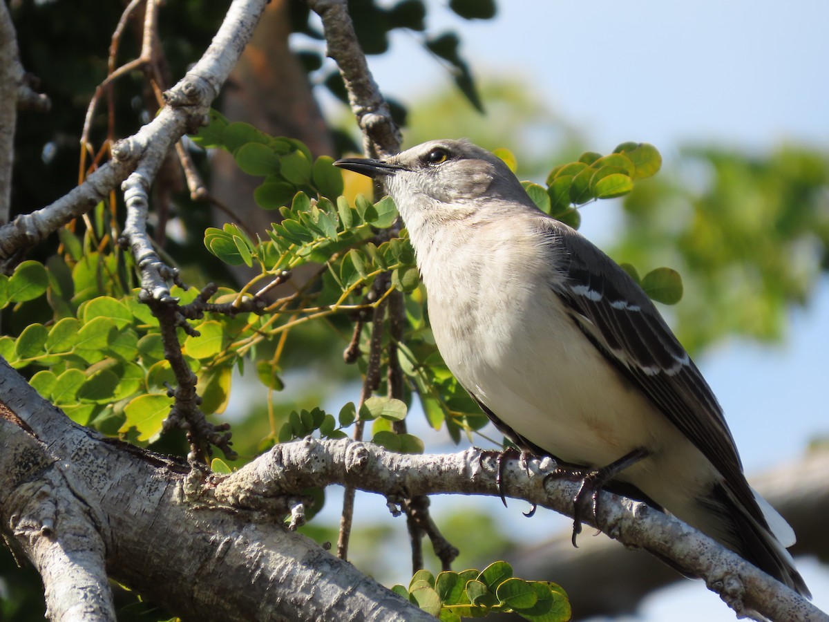 Northern Mockingbird - ML614902514