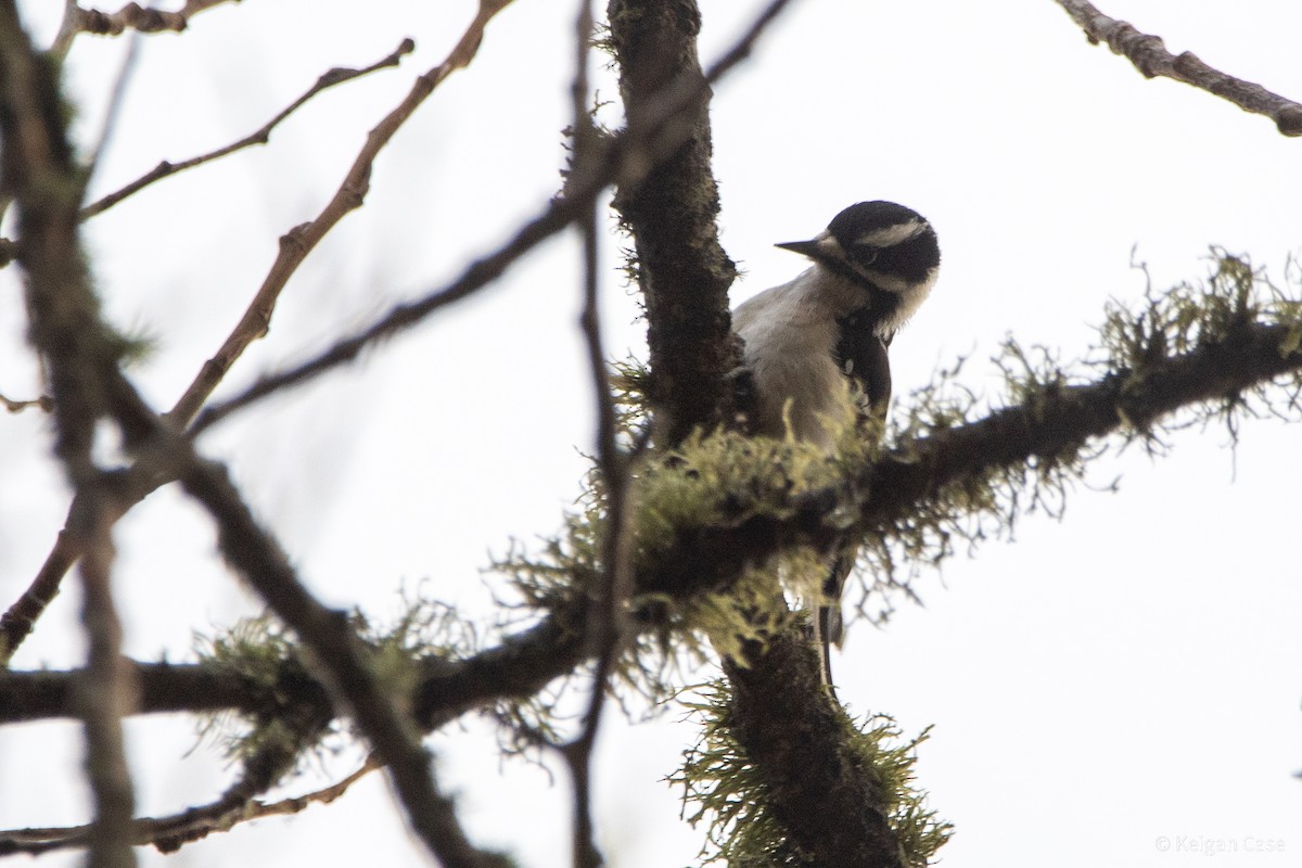 Downy Woodpecker - Keigan Case