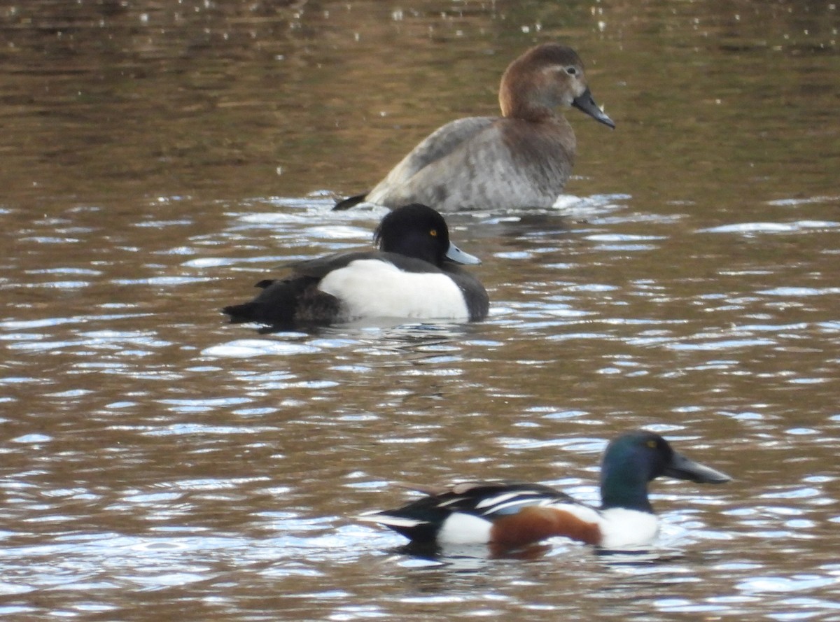 Tufted Duck - ML614902722