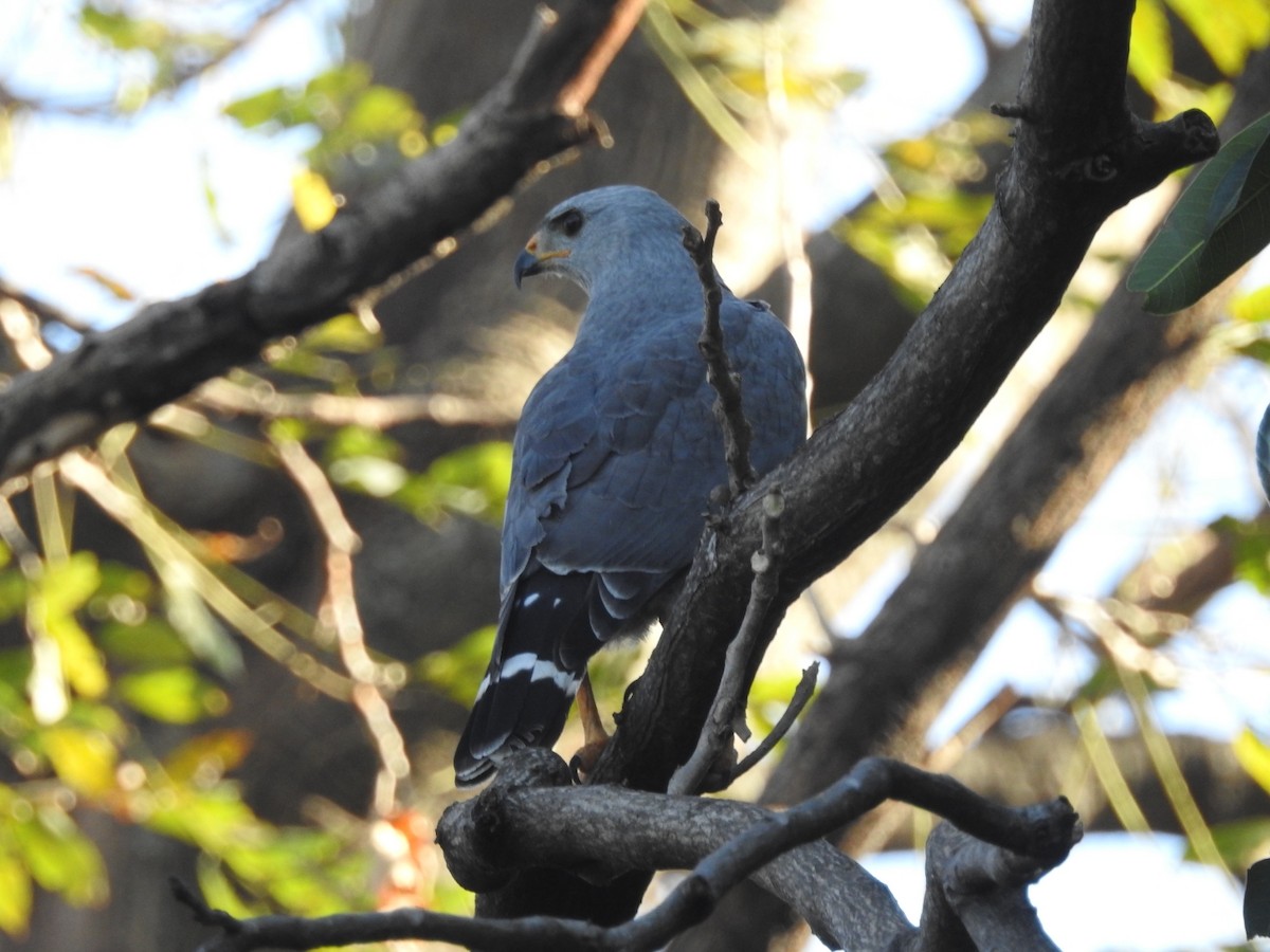 Gray Hawk - Daniel Garrigues