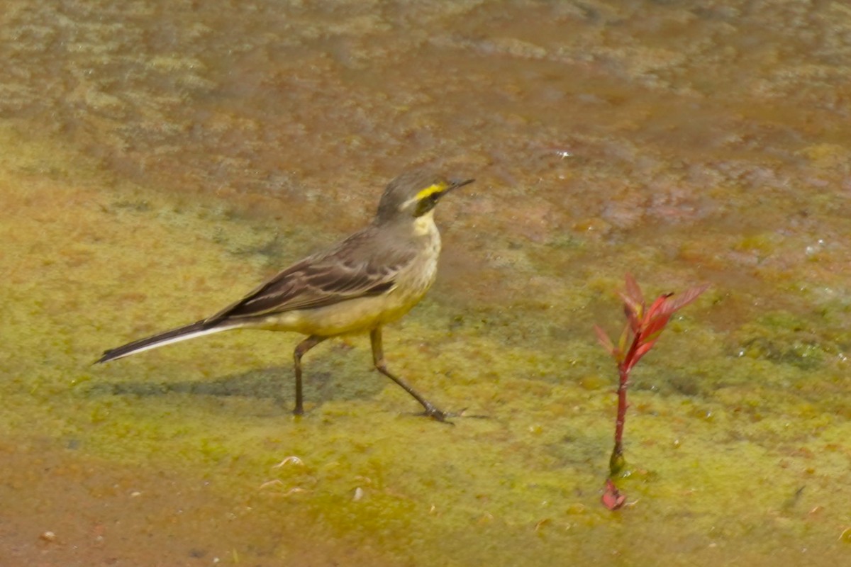 Eastern Yellow Wagtail - ML614902816