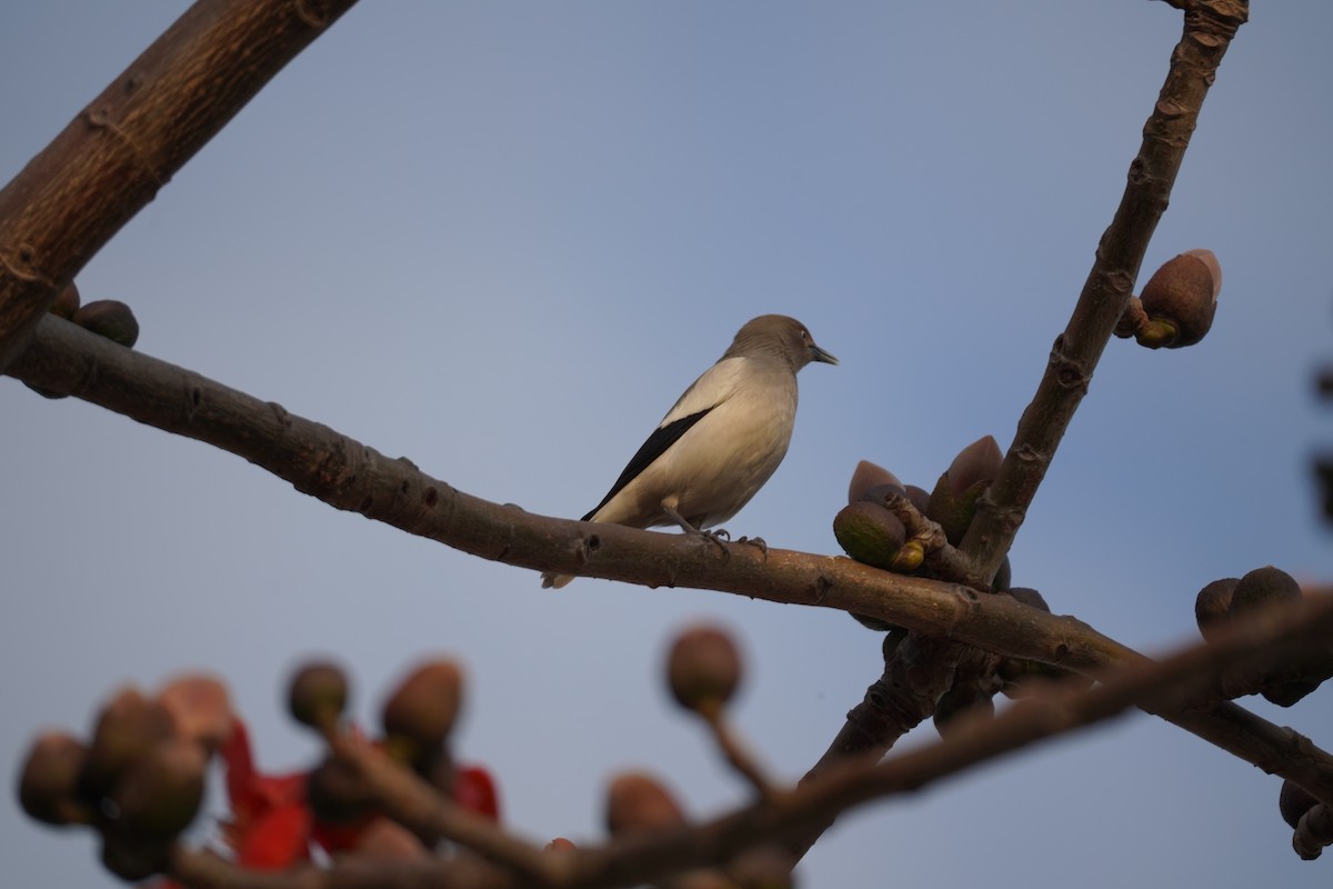 White-shouldered Starling - ML614902849