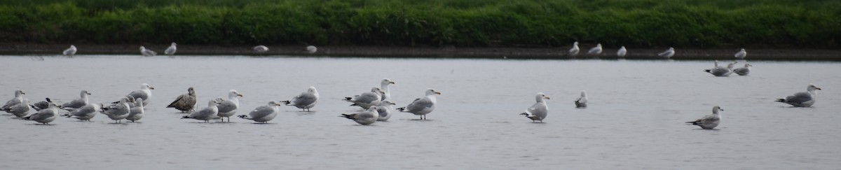 Herring Gull - Claire H