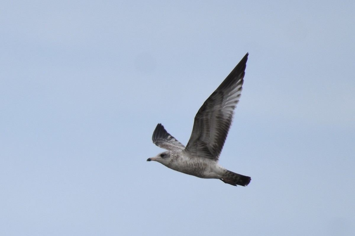 Herring Gull - ML614902876