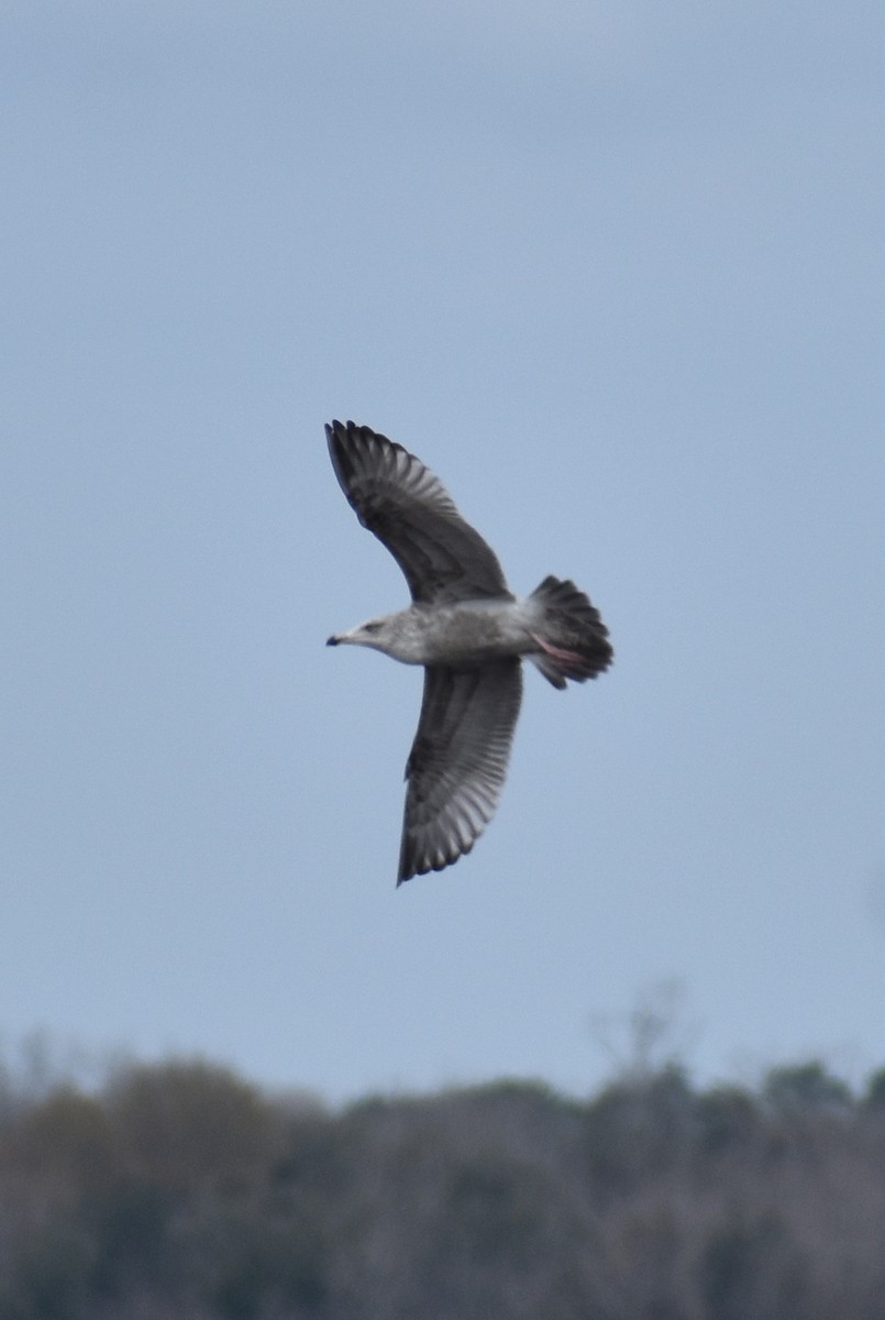 Herring Gull - ML614902881