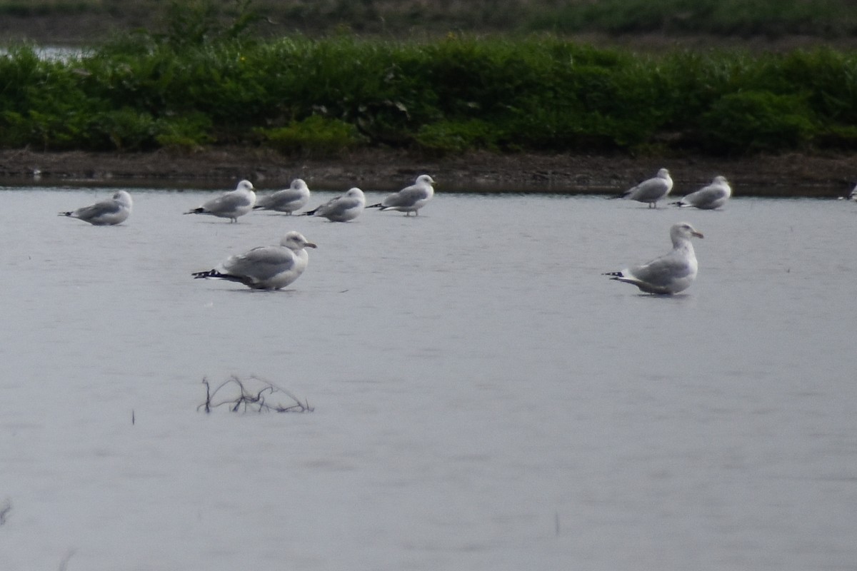 Herring Gull - ML614902900