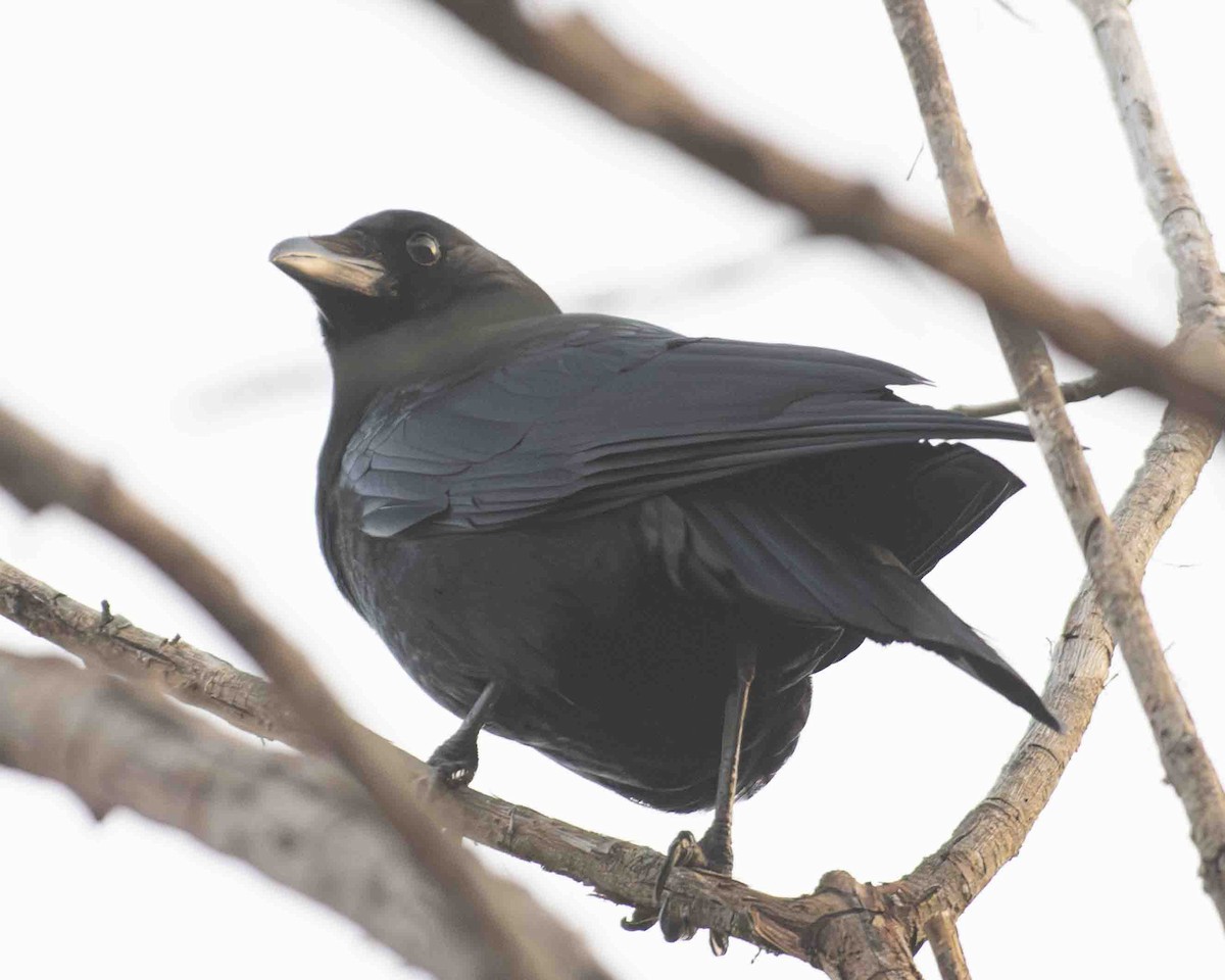 American Crow - ML614902941