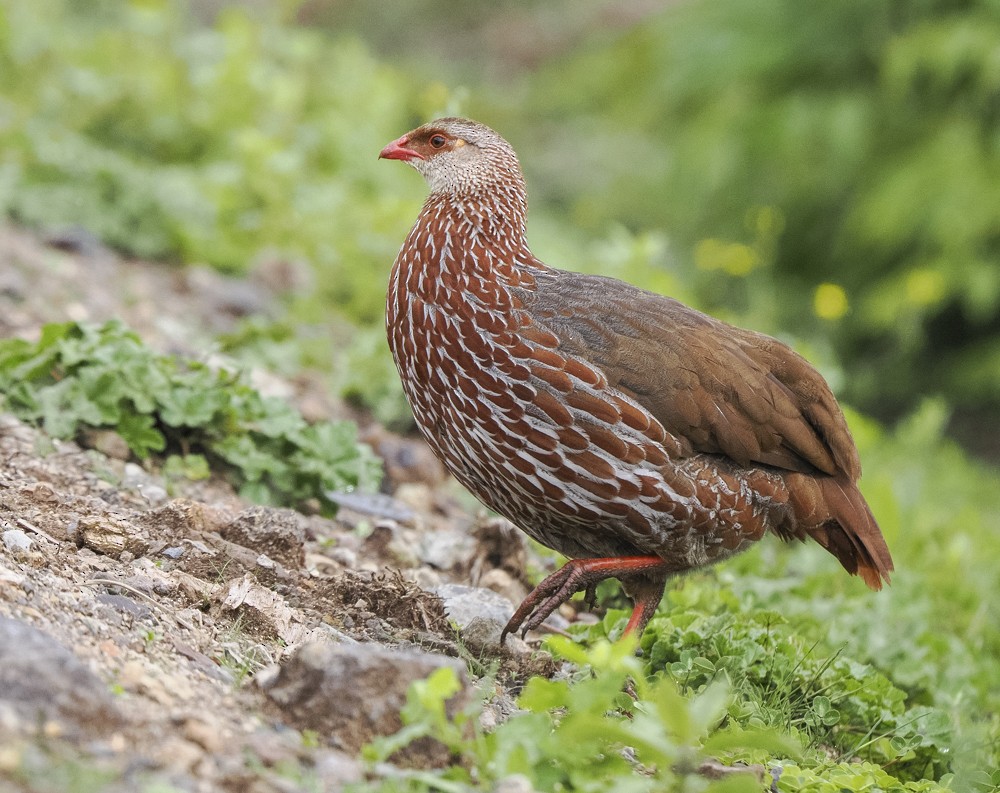 Jackson's Spurfowl - ML614902951