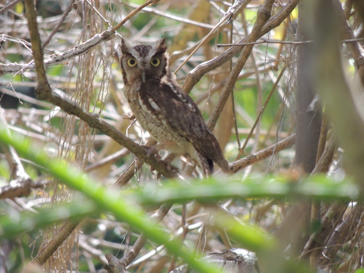 Tropical Screech-Owl - ML614902970