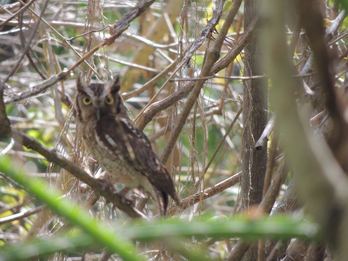 Tropical Screech-Owl - ML614902972