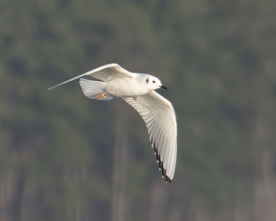 Bonaparte's Gull - ML614902979