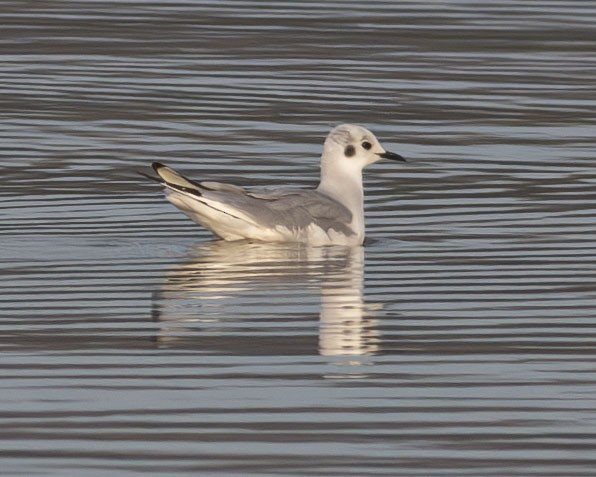 Bonaparte's Gull - ML614902980