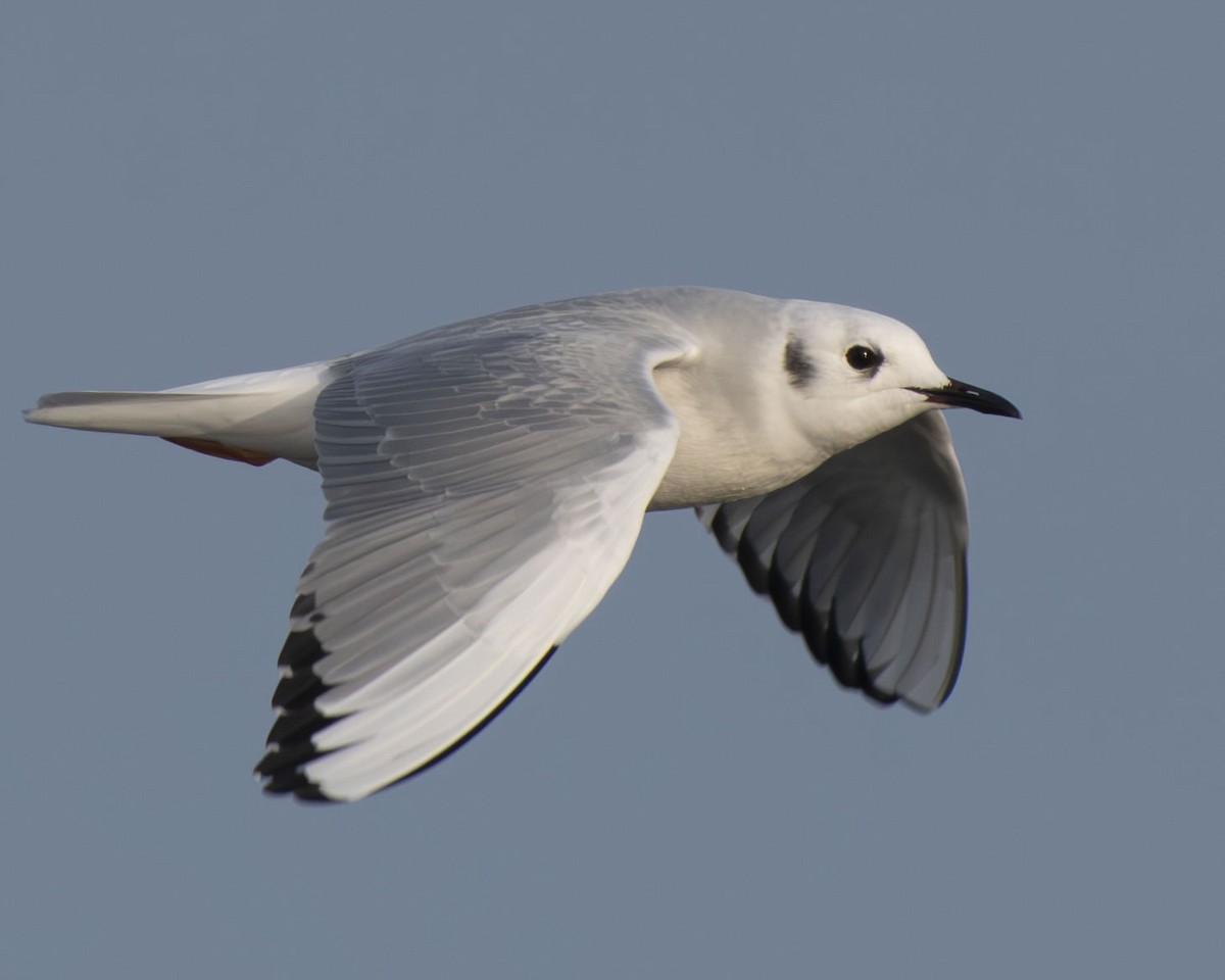 Bonaparte's Gull - ML614902981