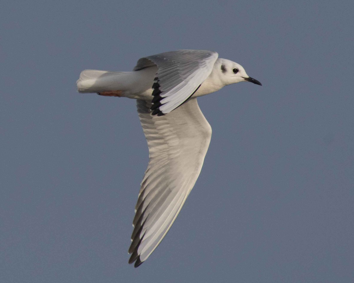 Bonaparte's Gull - ML614902982