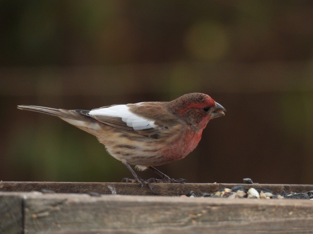 House Finch - Leah Kmiecik