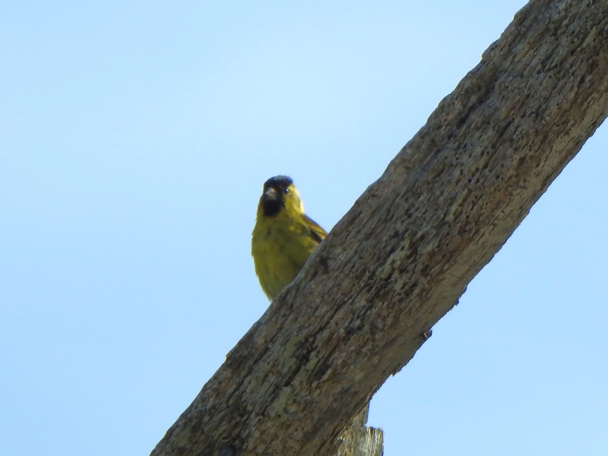 Black-chinned Siskin - ML614902994