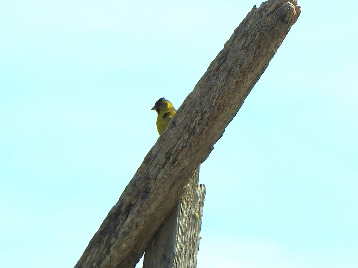 Black-chinned Siskin - ML614902996