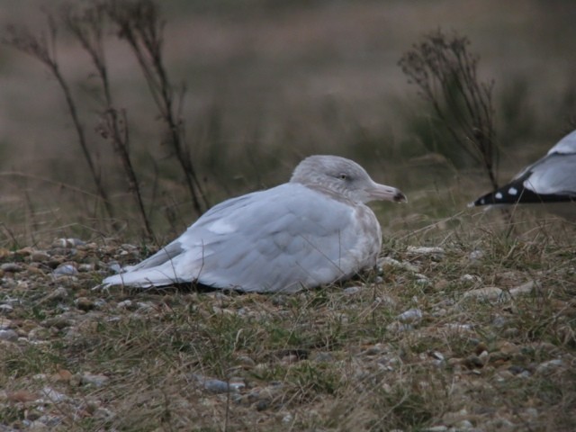 Glaucous Gull - David Campbell