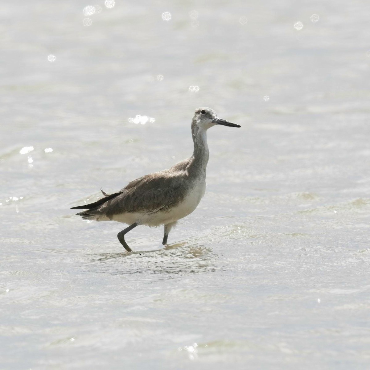 Willet - ML614903027