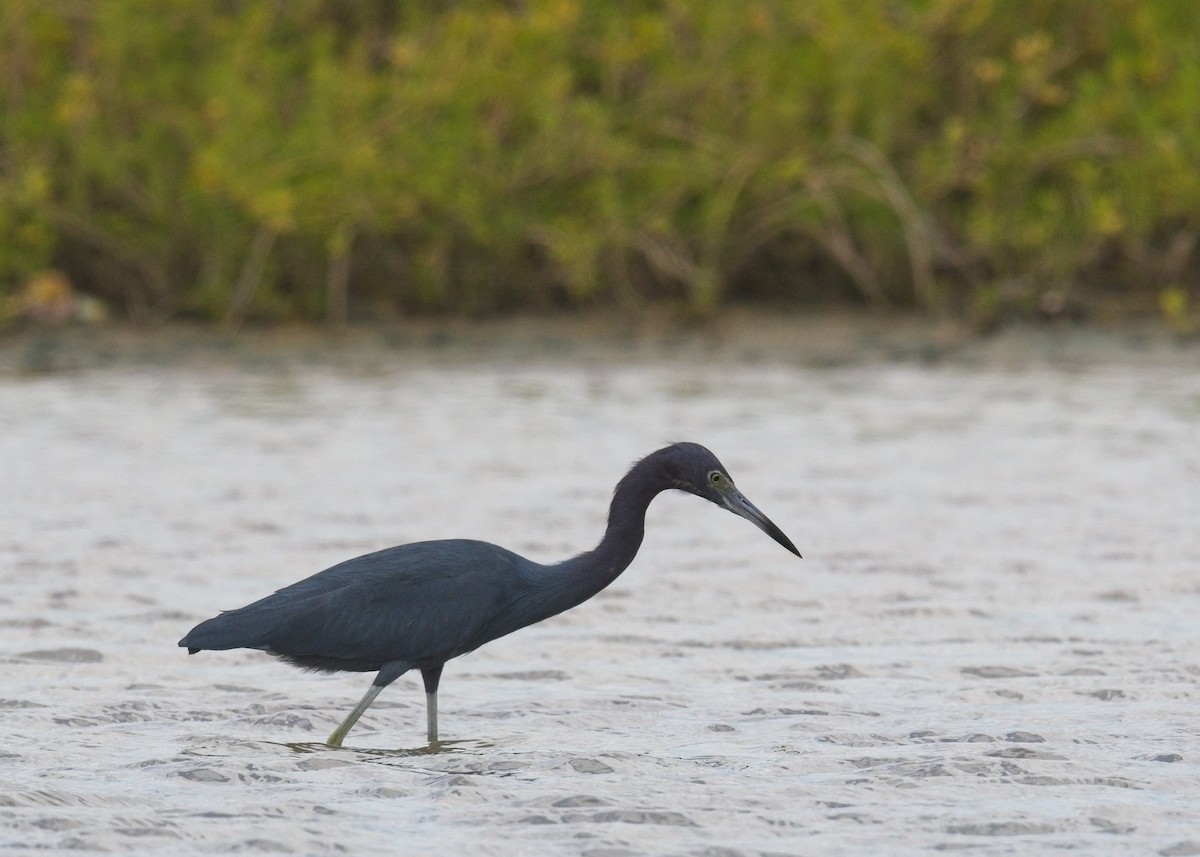 Little Blue Heron - ML614903057