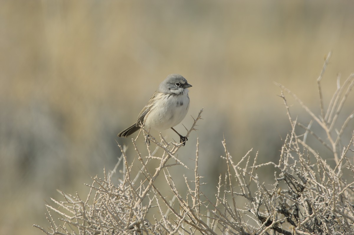 Sagebrush/Bell's Sparrow (Sage Sparrow) - ML614903136