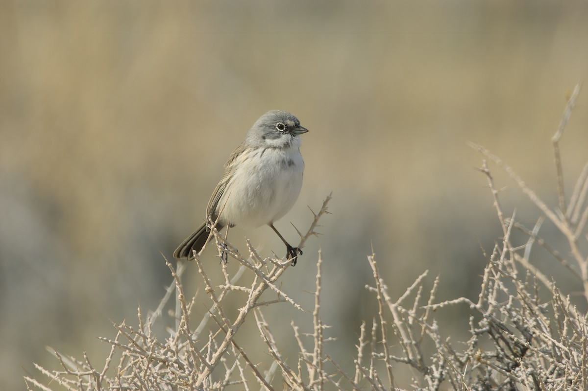 Sagebrush/Bell's Sparrow (Sage Sparrow) - ML614903137