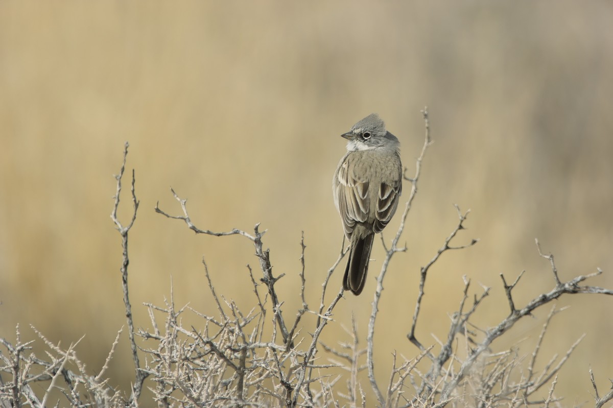 Sagebrush/Bell's Sparrow (Sage Sparrow) - ML614903138