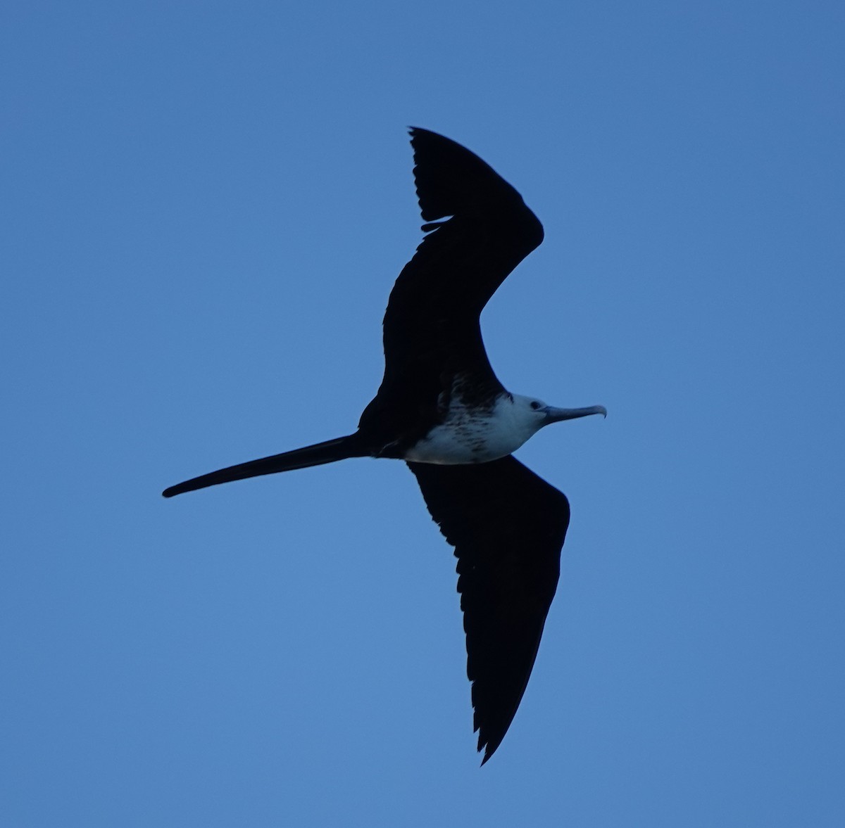 Magnificent Frigatebird - ML614903155