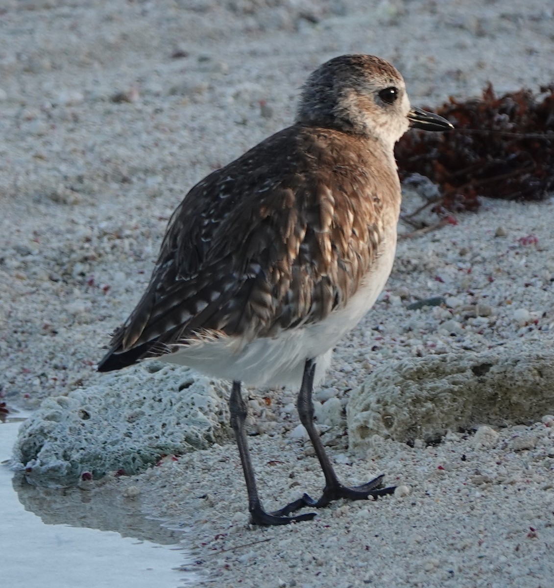 Black-bellied Plover - ML614903198