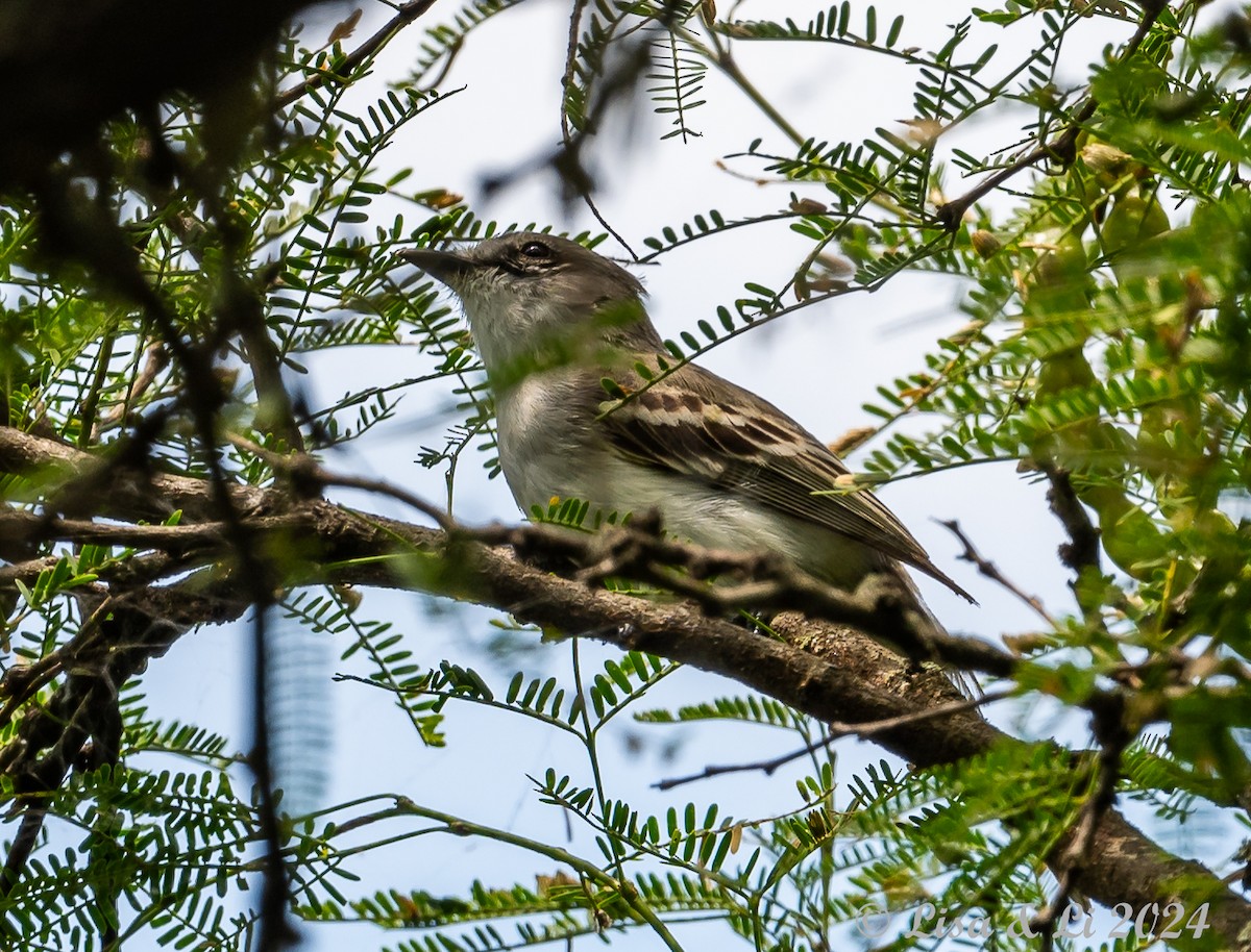 Suiriri Flycatcher - ML614903200