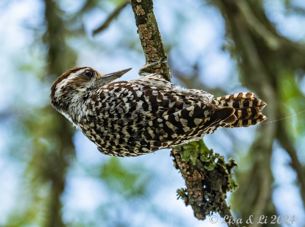 Checkered Woodpecker - ML614903208