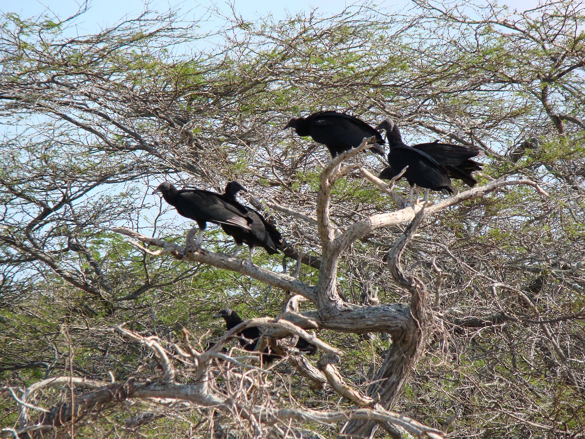 Black Vulture - ML614903210