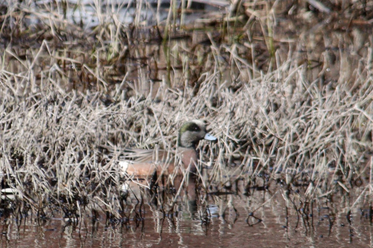 American Wigeon - ML614903222