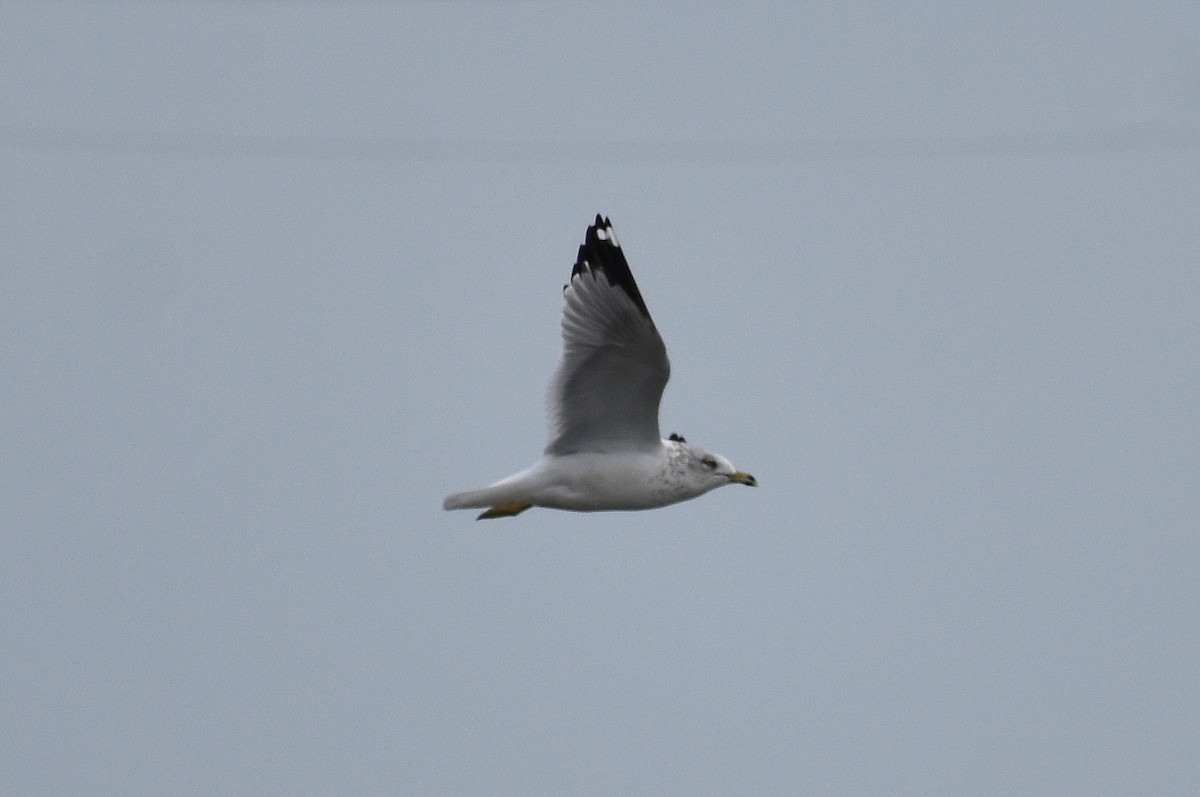 Ring-billed Gull - ML614903231