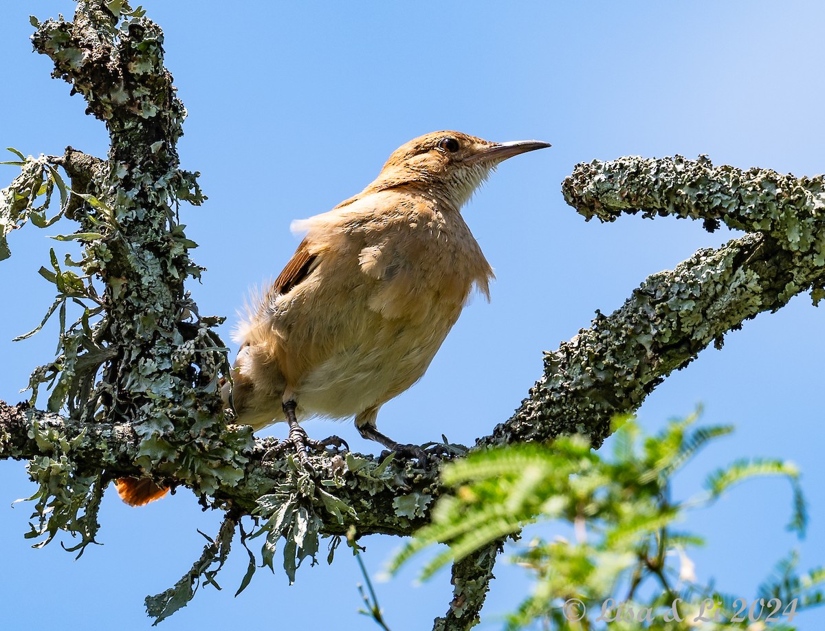 Rufous Hornero - ML614903235