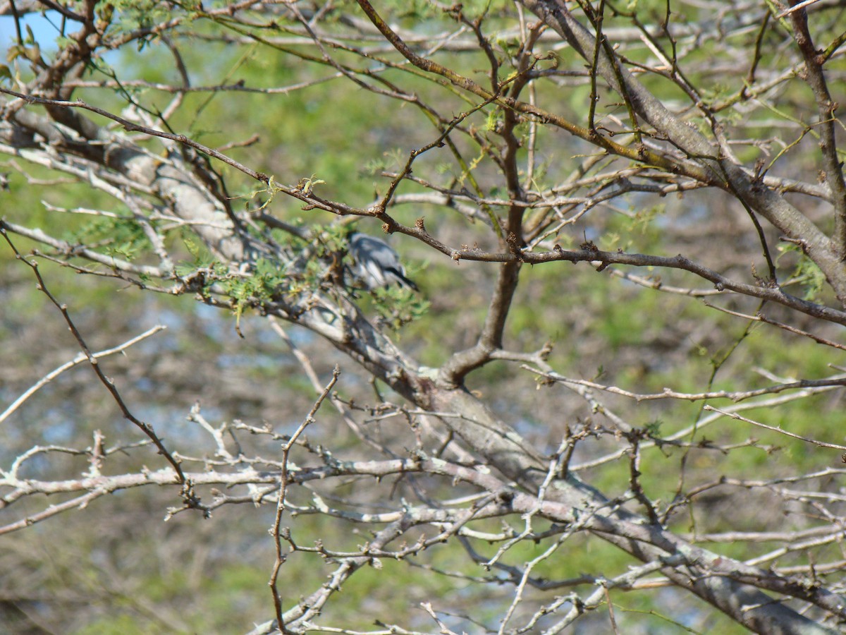 Tropical Gnatcatcher - ML614903242