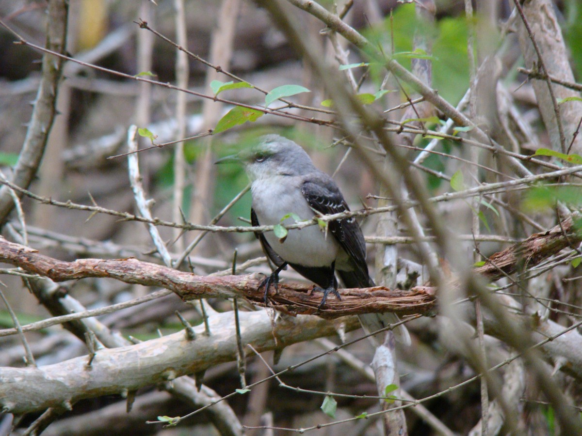 Tropical Mockingbird - ML614903253