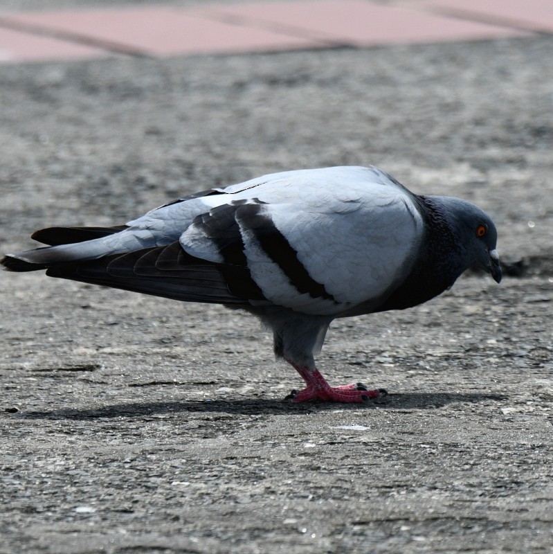 Rock Pigeon (Feral Pigeon) - ML614903254
