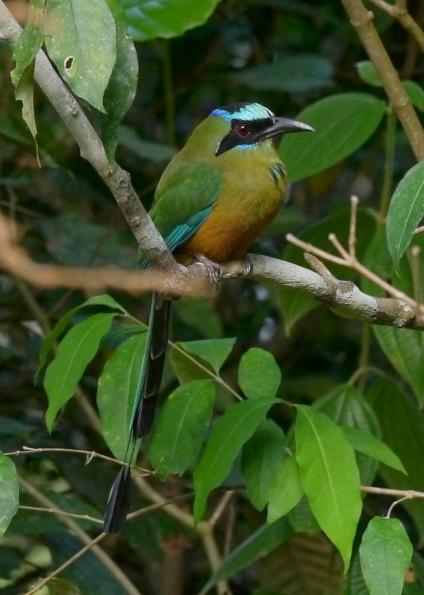 Motmot caraïbe (groupe subrufescens) - ML614903283