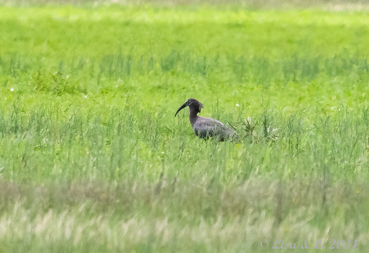 ibis běločelý - ML614903286