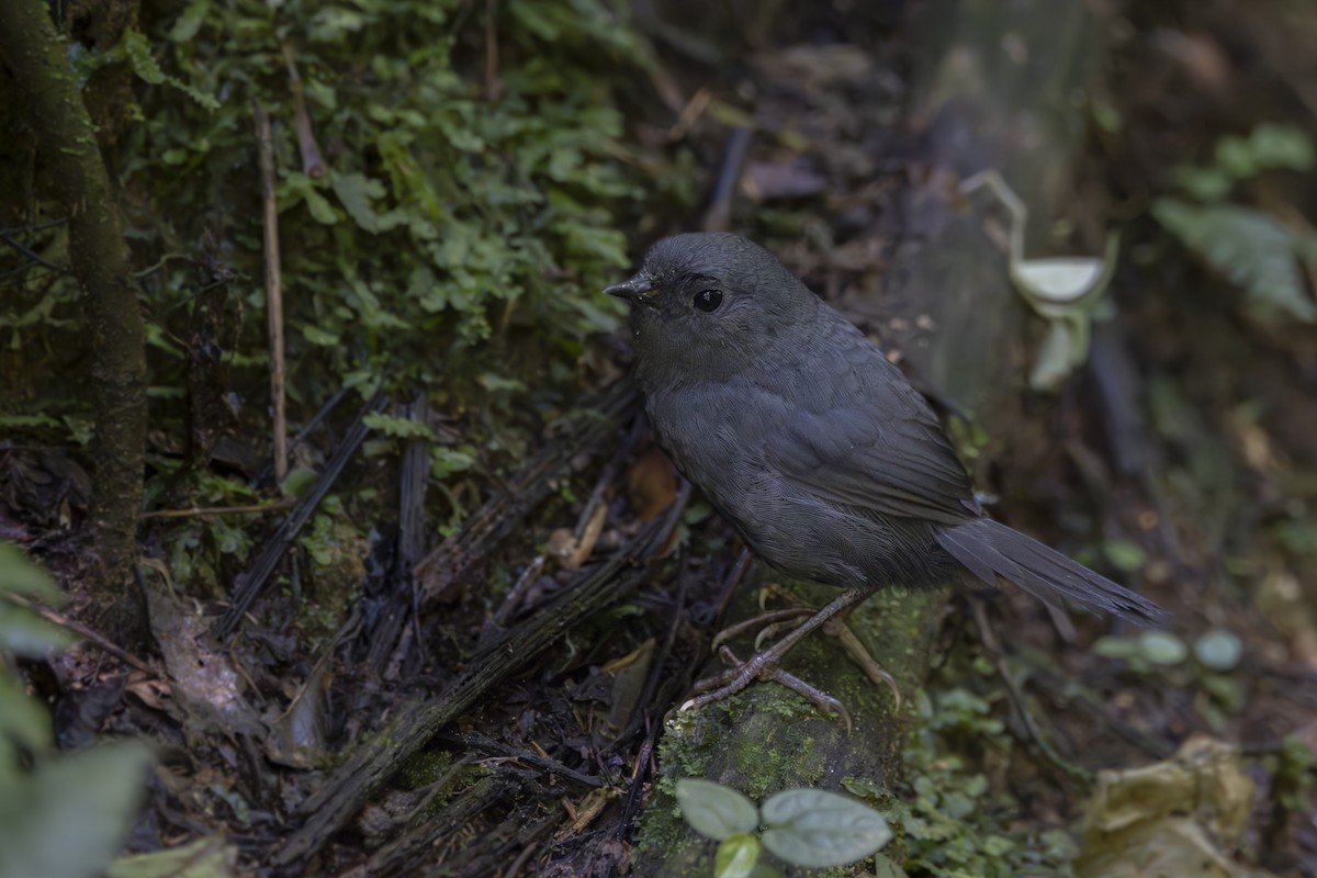Mouse-colored Tapaculo - ML614903356