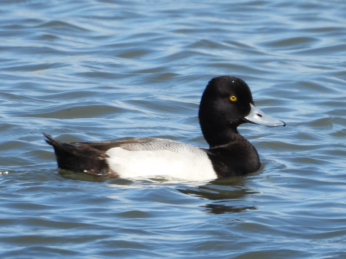 Lesser Scaup - ML614903373