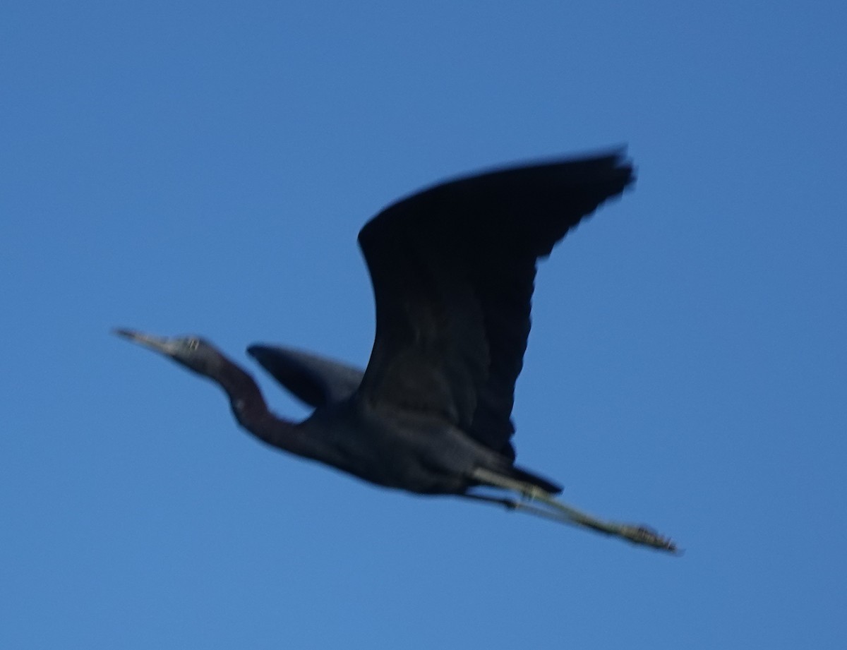 Little Blue Heron - ML614903393