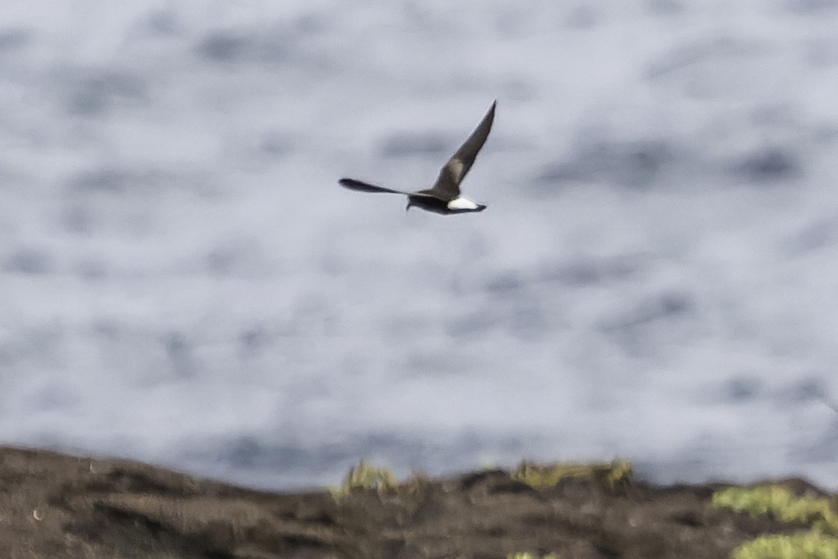 Wedge-rumped Storm-Petrel - ML614903495