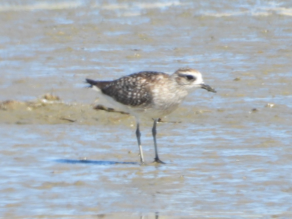 Black-bellied Plover - Rocío Reybal 🐦