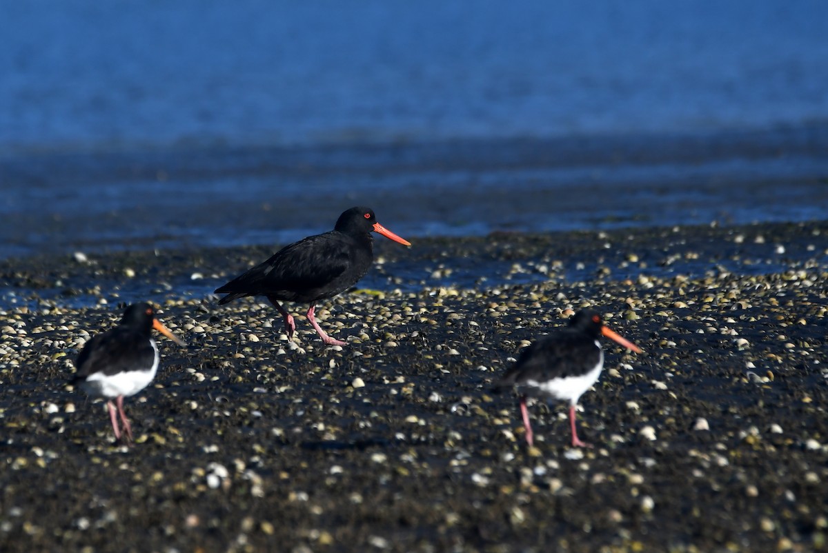 Neuseeland-Austernfischer - ML614903538